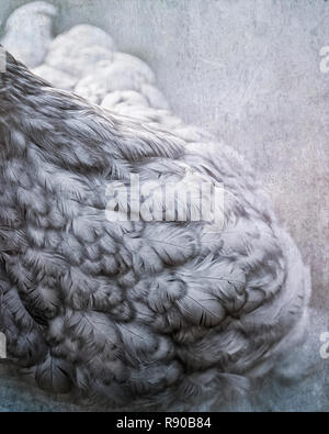 Chiudere composito fino del bianco e del nero piume su una gallina Foto Stock