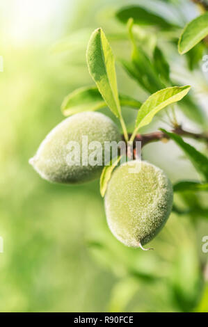 Mandorle verdi appesi da un ramoscello Foto Stock