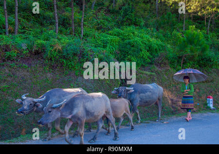 Agricoltore vietnamita nel countrside vicino ha Giang Vietnam Foto Stock