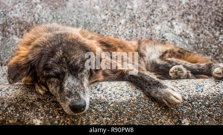 Vecchio mutt dormendo all'aperto in un banco di pietra. Un triste e senior cane randagio abbandonati per le strade. Foto Stock