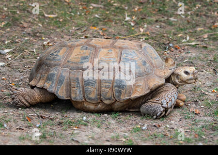 Spronato africano / tartaruga sulcata tartaruga (Centrochelys sulcata / Testudo sulcata) nativa per l'Africa Foto Stock