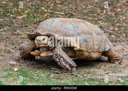 Spronato africano / tartaruga sulcata tartaruga (Centrochelys sulcata / Testudo sulcata) nativa per l'Africa Foto Stock