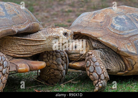 Due Paesi africani spronato tartarughe / sulcata tartarughe (Centrochelys sulcata / Testudo sulcata) nativa per l'Africa Foto Stock