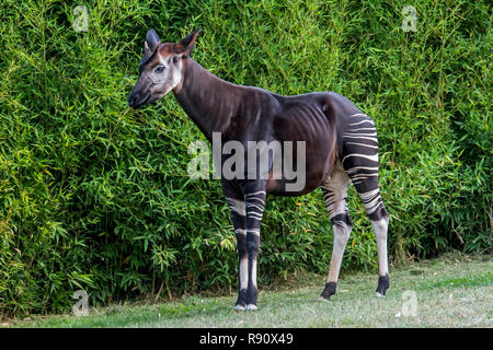 Okapi (Okapia johnstoni) nativa per il Congo in Africa centrale Foto Stock