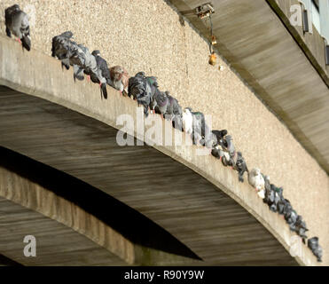 Piccioni selvatici (Columba livia domestica) sono ' appollaiati su un ponte attraverso il medway in Maidstone, Kent, Regno Unito Foto Stock