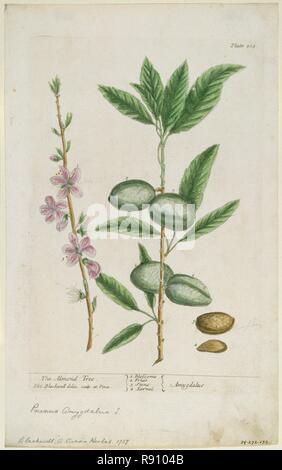 Prunus amygdalis (dulcis). (Mandorla dolce), 1737. Creatore: Elizabeth Blackwell. Foto Stock