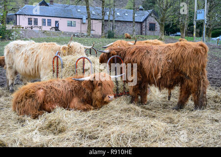 Highland bestiame al Hotel Torridon, Applecross Penisola, Wester Ross, regione delle Highlands, Scozia Foto Stock