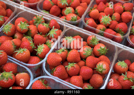 Rosso fresco fragole mature in scatole di plastica al mercato per la vendita Foto Stock