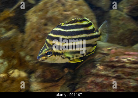 Nuoto Stripey tropicali in un acquario underwater Foto Stock