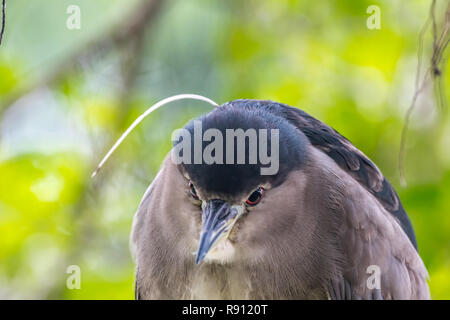 Nitticora (Nycticorax nycticorax] Foto Stock