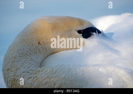 Cigno, (Cygnus olor), la fauna selvatica, Germania Foto Stock