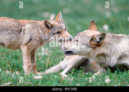 Legname, lupo (Canis lupus lycaon), cucciolo, captive Foto Stock