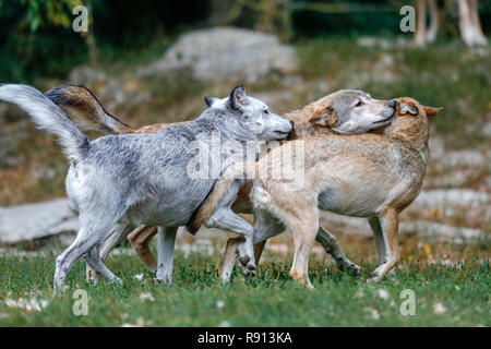 Legname, lupo (Canis lupus lycaon), cucciolo, captive Foto Stock