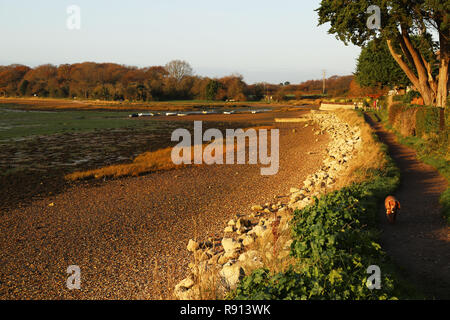 Cane sulla riva di marea percorso, Peschici, Hampshire, Regno Unito Foto Stock