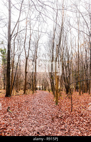 Alberi sfrondato su un campo coperto con caduto foglie di colore rossastro, Inghilterra, Regno Unito. Foto Stock