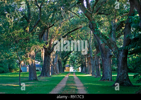 Luce del sole che filtra attraverso gli alberi drappeggiati in muschio Spagnolo, 8 maggio 2011, su Cleveland Street in Ocean Springs, Mississippi. Foto Stock