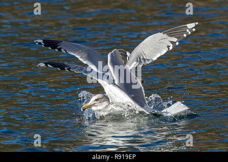 Due california gabbiani lotta per un pesce nell'acqua di Coeur d'Alene Lake nel nord Idaho. Foto Stock