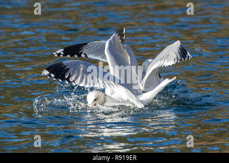 Due california gabbiani lotta per un pesce nell'acqua di Coeur d'Alene Lake nel nord Idaho. Foto Stock