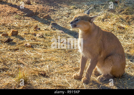 (Caracal Caracal caracal) o Rooikat ritratto in un centro di conservazione in Namibia Foto Stock