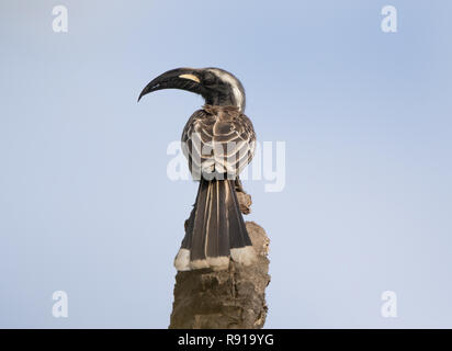 Grigio africano Hornbill (Lophoceros nasutus) Foto Stock