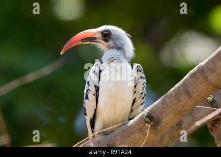 Western Red-fatturati Hornbill (Tockus kempi) Foto Stock