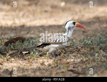 Western Red-fatturati Hornbill (Tockus kempi) Foto Stock