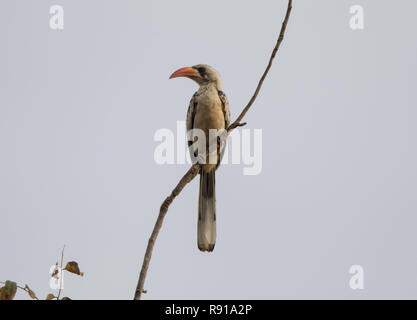 Western Red-fatturati Hornbill (Tockus kempi) Foto Stock