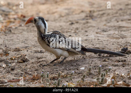 Western Red-fatturati Hornbill (Tockus kempi) Foto Stock