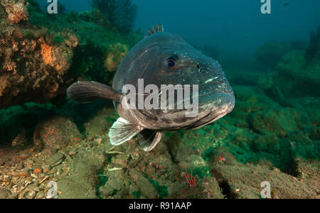 Giganti di Mare, Bass Stereolepis gigas Foto Stock