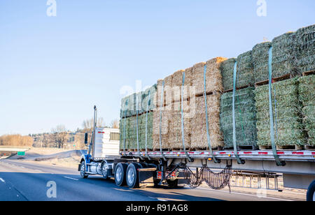 Blue big rig cabina giorno Americano classico cofano semi carrello trattore con alta tubi di scarico flat bed semi rimorchio trasporto di balle di fieno su pallet dri Foto Stock