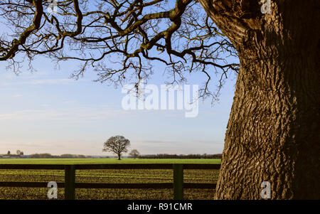Arare i terreni agricoli come visto da sotto un grande albero di quercia su un luminoso inverno mattina a Beverley, nello Yorkshire, Regno Unito. Foto Stock