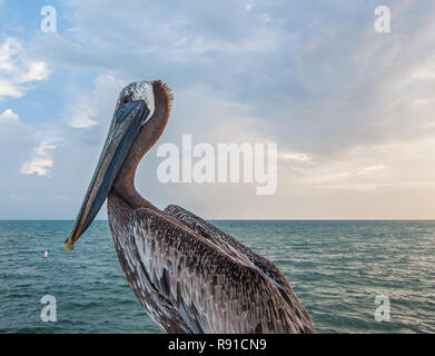 Pelican fotografato da vicino. Foto Stock