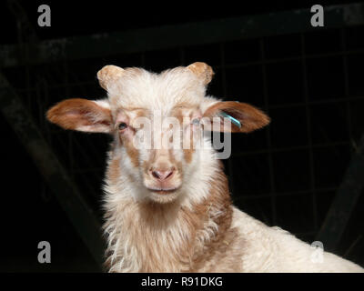 Close up ritratto di una pecora, Drent Heath pecore, Drents Heideschaap a uno sfondo nero Foto Stock