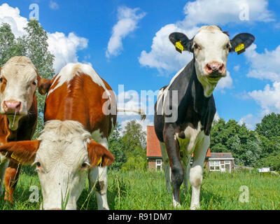 Bella timido di vitello, croste in un prato di erba verde e blu cielo nuvoloso di campagna nei Paesi Bassi. Foto Stock