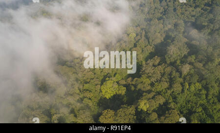 Vista aerea della foresta tropicale coperto di nuvole con vegetazione lussureggiante e montagne, isola di Giava. paesaggio tropicale, foresta pluviale in zona montagnosa Indonesia. verde e lussureggiante vegetazione. Foto Stock