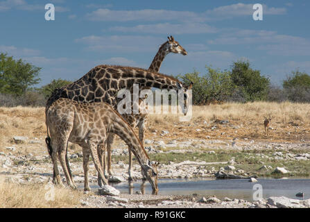 Le giraffe nel loro habitat naturale Foto Stock