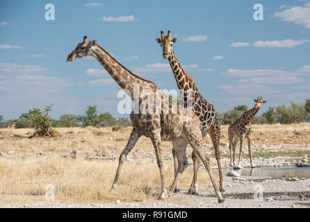 Le giraffe nel loro habitat naturale Foto Stock