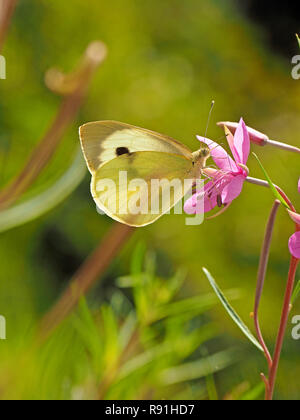 Large White Butterfly (Sarcococca brassicae) alimentare il nettare di Rosebay Willowherb fiore (Epilobium angustifolium) in Toscana, Italia Foto Stock