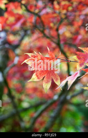 Acer palmatum Osakazuki "' le foglie in autunno. Foto Stock