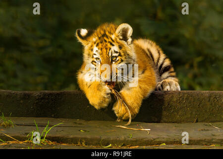 Siberian/Amur tigrotto (Panthera Tigris Altaica) Sdraiato mordere un ramoscello Foto Stock