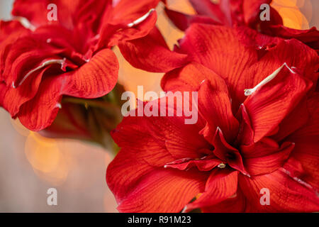 Close up di un rosso amaryllis. Amarilis fiori in vaso di vetro. Garland bokeh sullo sfondo. Wallpaper Foto Stock