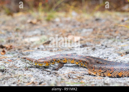 New Jersey corn snake - Pantherophis guttatus Foto Stock