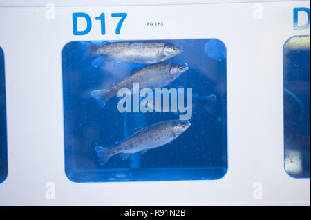 11.05.2010, Buesum, Schleswig-Holstein, Germania - Wissenschaftlich begleitetetes Projekt zur optimalen Forellenzucht im -maricube- in Buesum. Das Mari Foto Stock