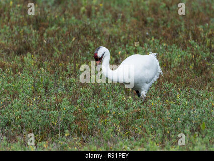 Un adulto gru convulsa (Grus americana) rovistando nel suo habitat invernale. Rifugio Naturale Nazionale Aransas, Texas, Stati Uniti d'America. Foto Stock