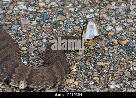 Cottonmouth snake (Agkistrodon piscivorus), un infame rattlesnakes mostra di aggressione. Rifugio Naturale Nazionale Aransas, Texas, Stati Uniti d'America. Foto Stock