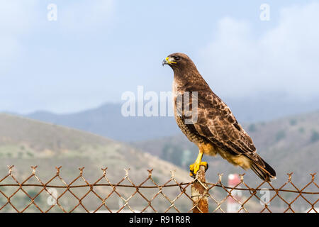Red-tailed Hawk (Buteo jamaicensis) seduto su una recinzione, San Francisco Bay Area, California Foto Stock