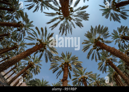 Agricoltura nel deserto. Vista fisheye di una palma plantation fotografato nel Mar Morto regione, Israele Foto Stock