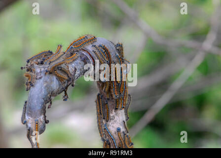 I bruchi di una processionary moth Thaumetopoea (Sp). Foto Stock