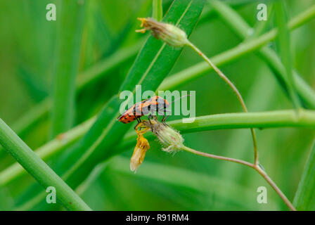 Close up di un arancio e nero Heteroptera sul lussureggiante fogliame verde Foto Stock