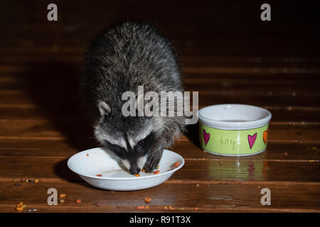 Raccoon sul bagnato coperta a notte a mangiare dalla ciotola cat. Foto Stock